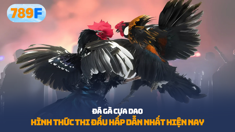 Đá gà cựa dao